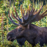 Norma moose hunt 2015-02-alce