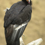 california_condor_gymnogyps_californianus